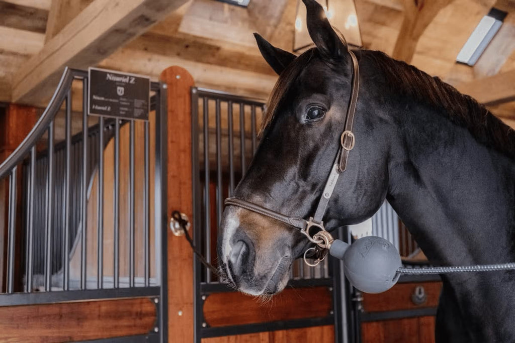 Kentucky Lead & Wall Protection Rubber Ball - Løwenborg - Kentucky Horsewear