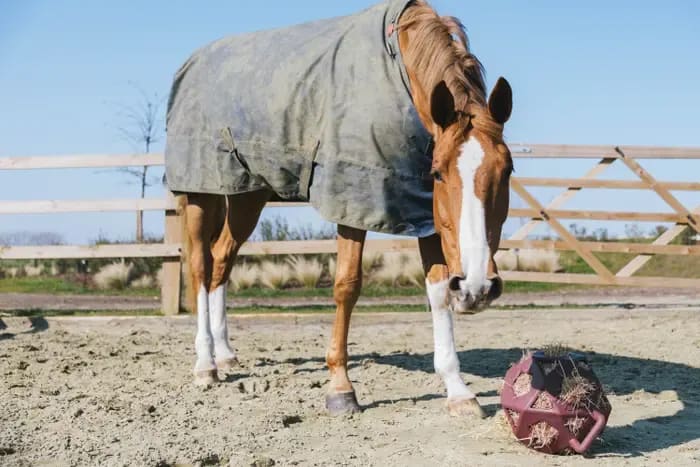 Kentucky Relax Horse Play & Hay Ball - Løwenborg - Kentucky Horsewear