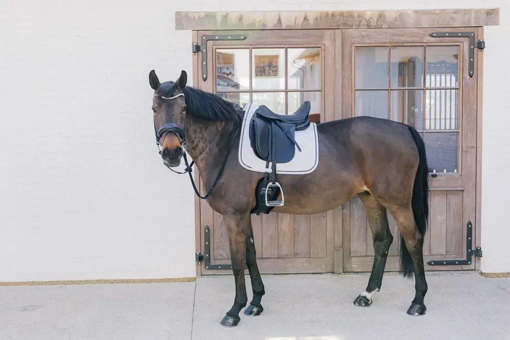 Kentucky Saddle Pad Metal Chain Dressage - Løwenborg - Kentucky Horsewear
