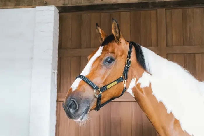 Kentucky Leather Halter Wellington - Løwenborg - Kentucky Horsewear