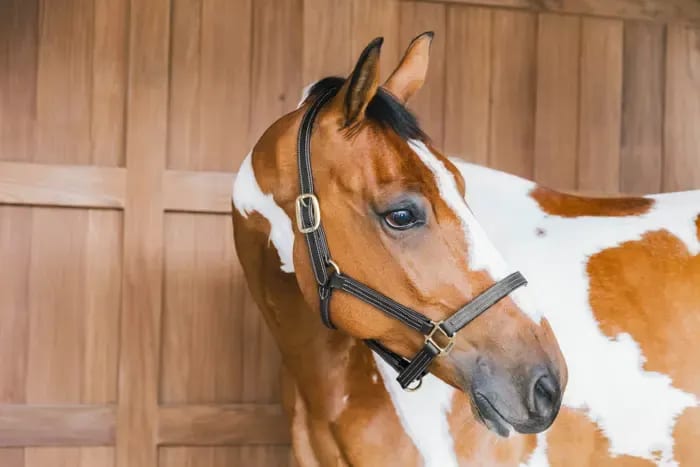 Kentucky Leather Halter Wellington - Løwenborg - Kentucky Horsewear