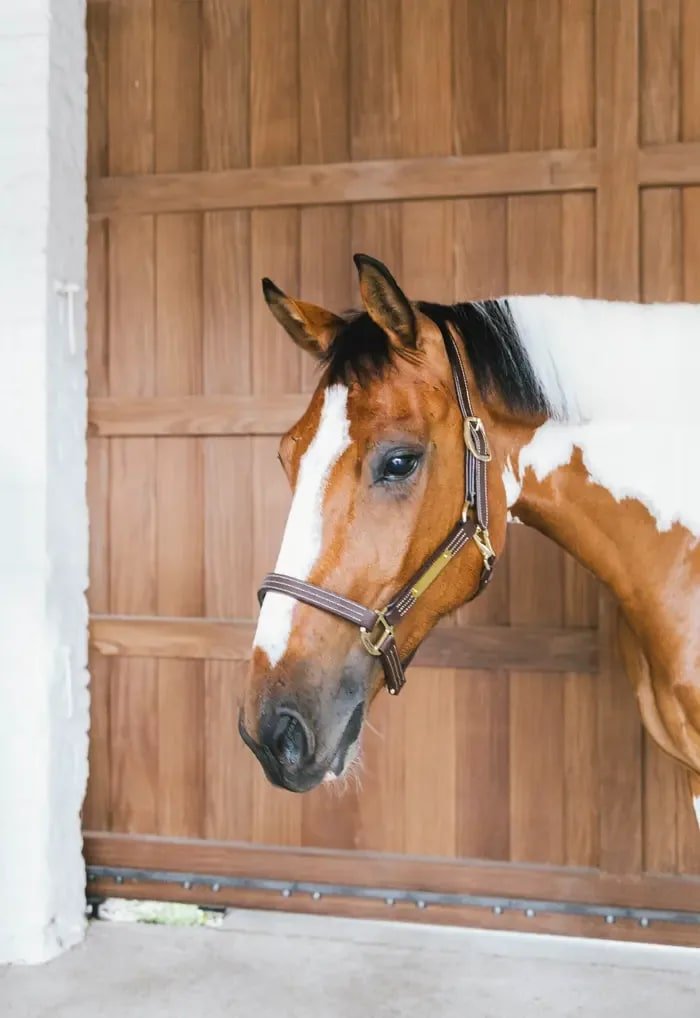 Kentucky Leather Halter Wellington - Løwenborg - Kentucky Horsewear
