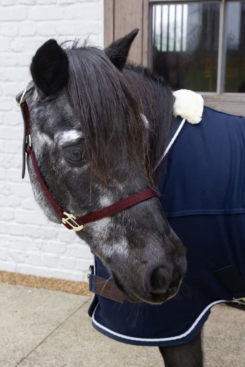 Kentucky Nylon Halter Breakaway - Løwenborg - Kentucky Horsewear