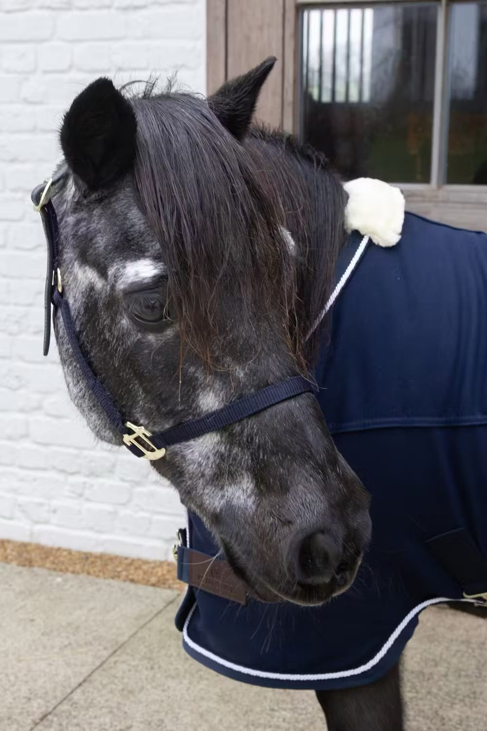 Kentucky Nylon Halter Breakaway - Løwenborg - Kentucky Horsewear