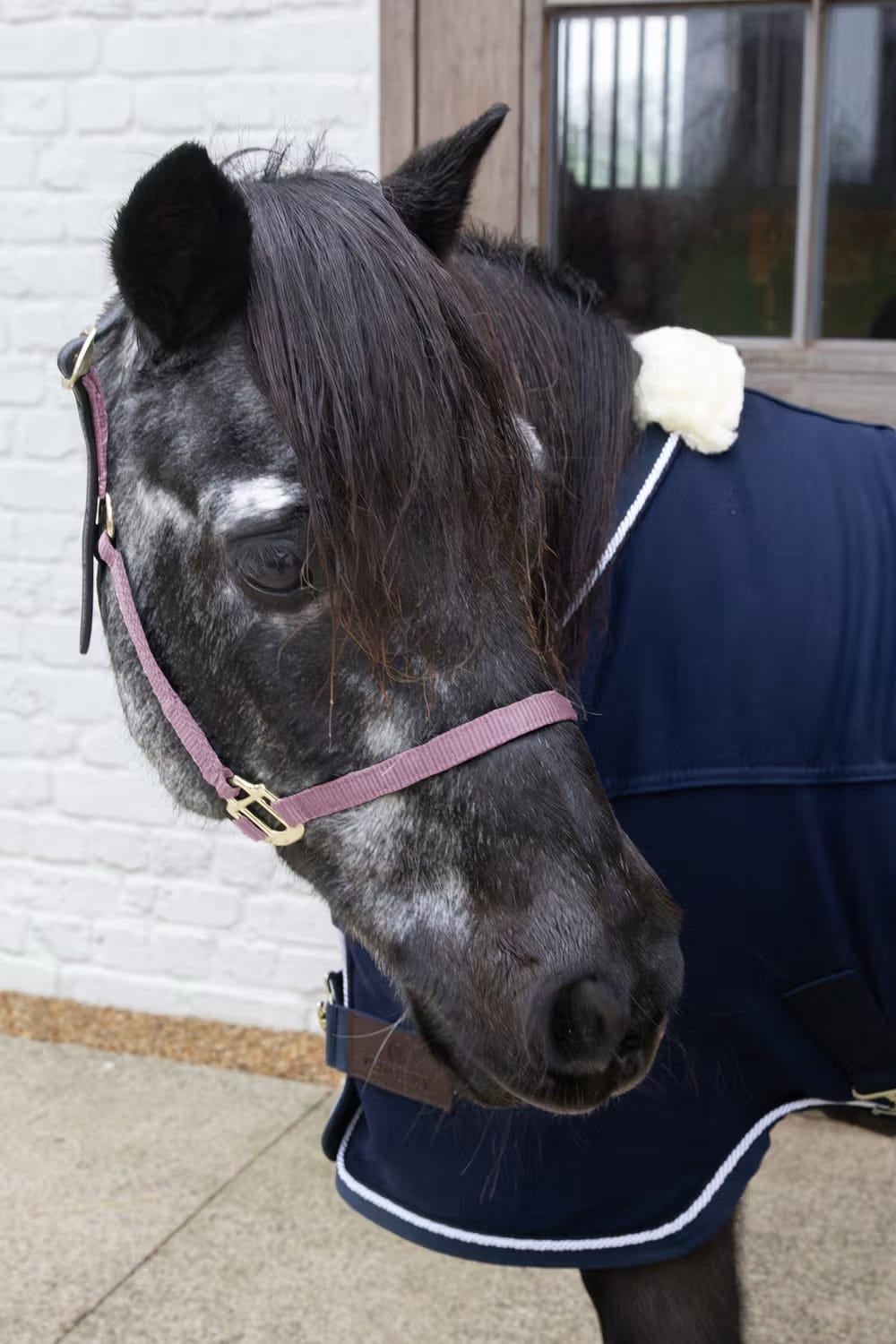 Kentucky Nylon Halter Breakaway - Løwenborg - Kentucky Horsewear