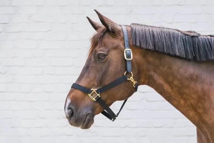 Kentucky Nylon Halter Breakaway - Løwenborg - Kentucky Horsewear