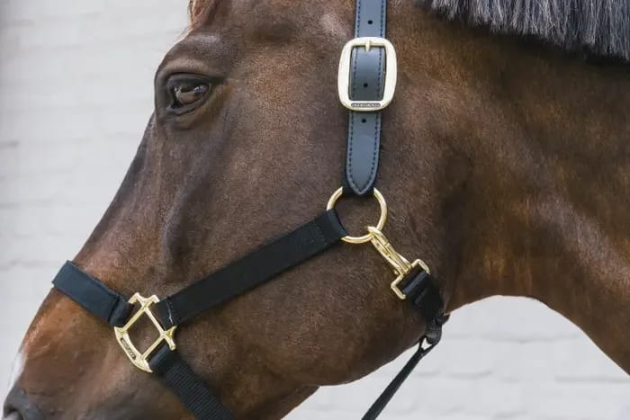 Kentucky Nylon Halter Breakaway - Løwenborg - Kentucky Horsewear
