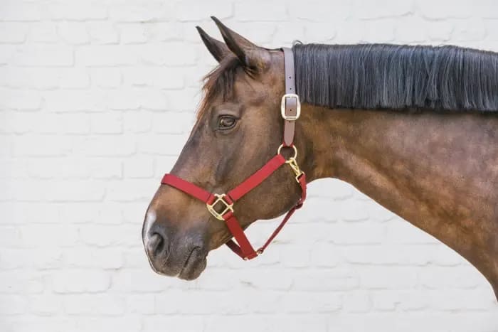 Kentucky Nylon Halter Breakaway