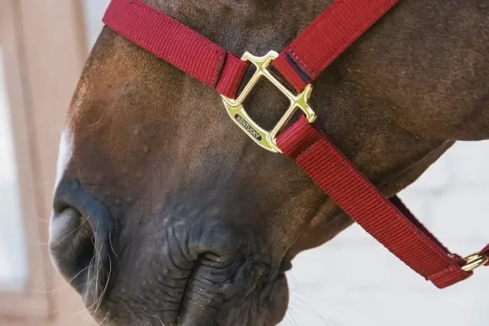 Kentucky Nylon Halter Breakaway - Løwenborg - Kentucky Horsewear