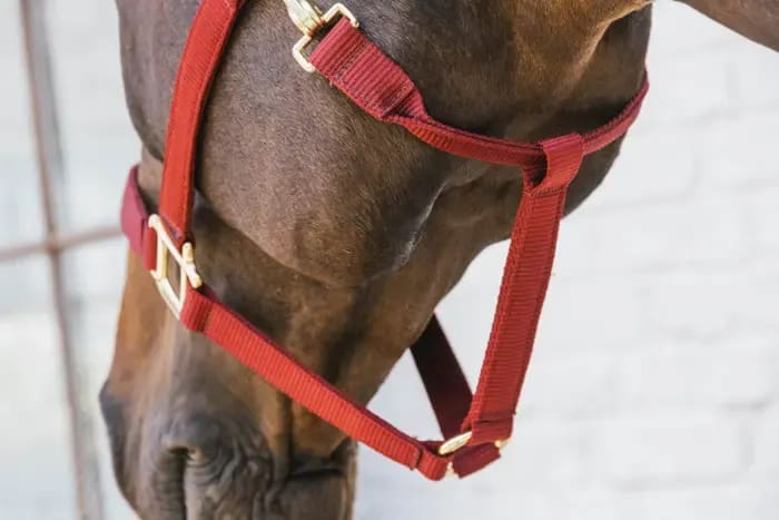Kentucky Nylon Halter Breakaway - Løwenborg - Kentucky Horsewear