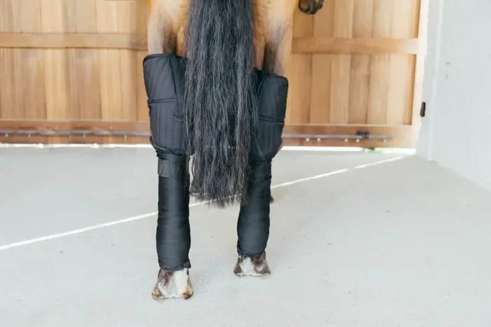 Kentucky Transport Stable Bandage Pad w/Hook Protection - Løwenborg - Kentucky Horsewear