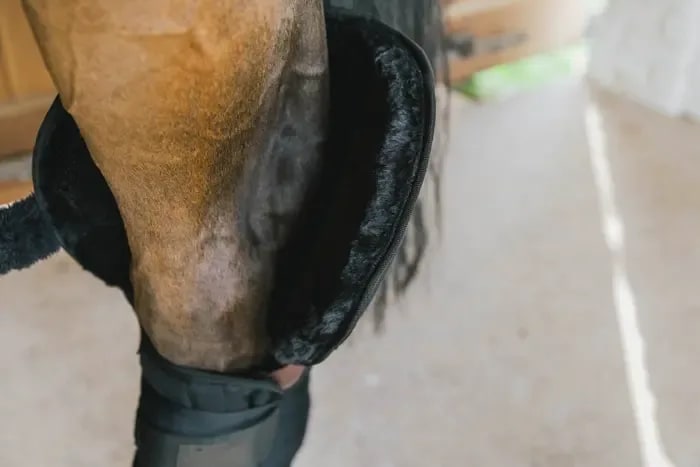 Kentucky Transport Stable Bandage Pad w/Hook Protection - Løwenborg - Kentucky Horsewear