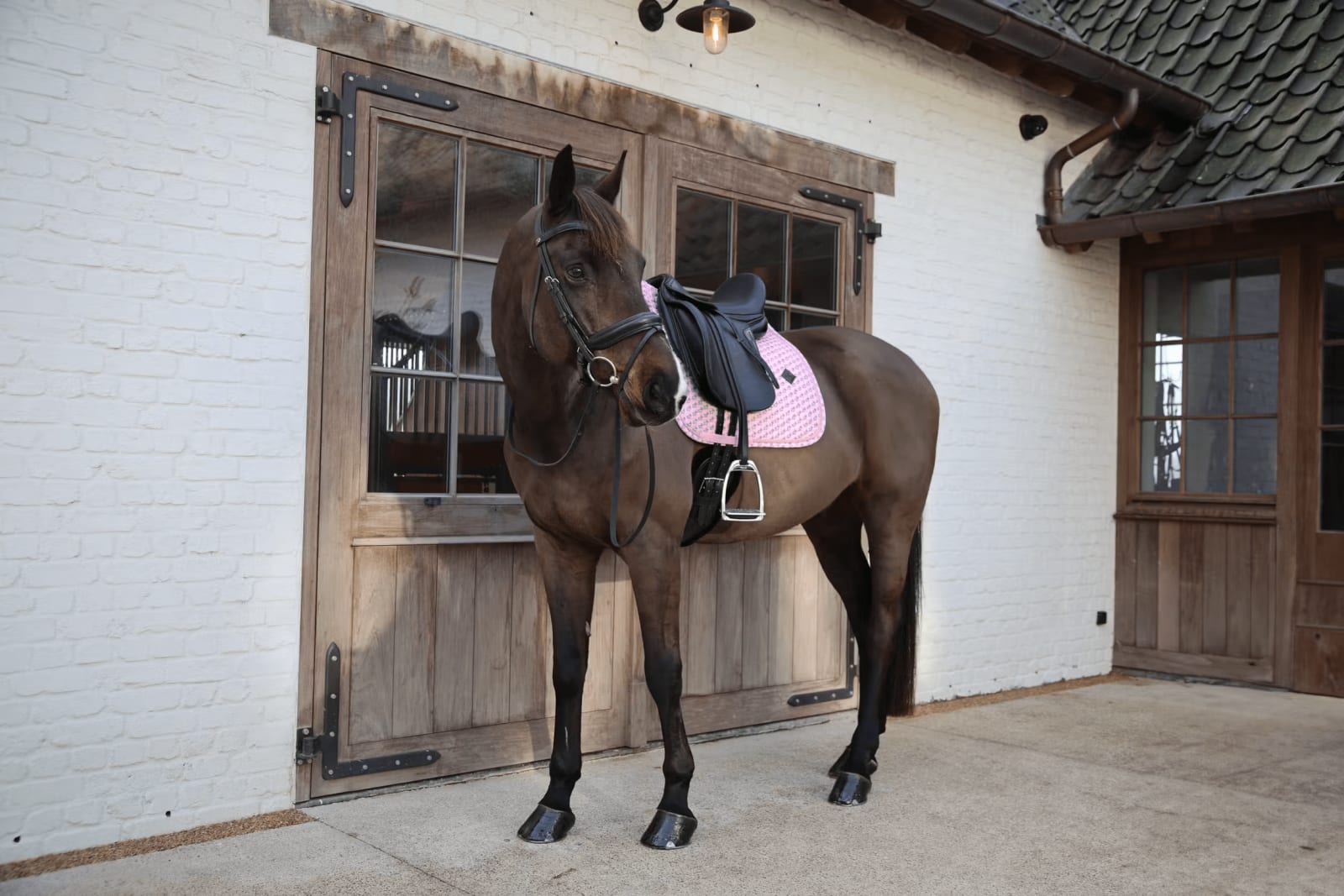 Kentucky Saddle Pad Sammy Jumping - Løwenborg - Kentucky Horsewear