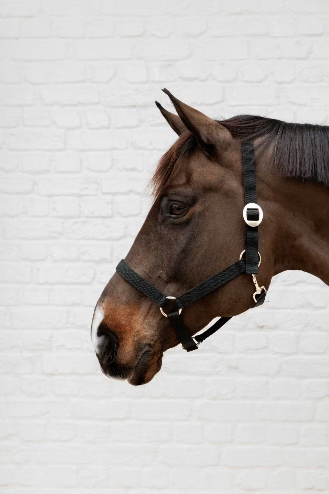 Kentucky Nylon Halter