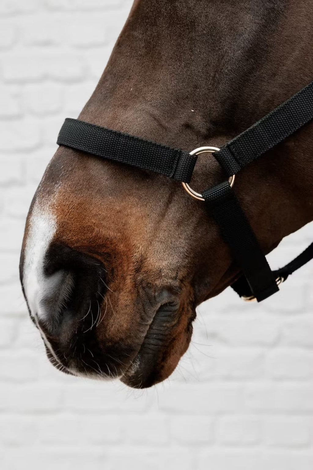 Kentucky Nylon Halter - Løwenborg - Kentucky Horsewear