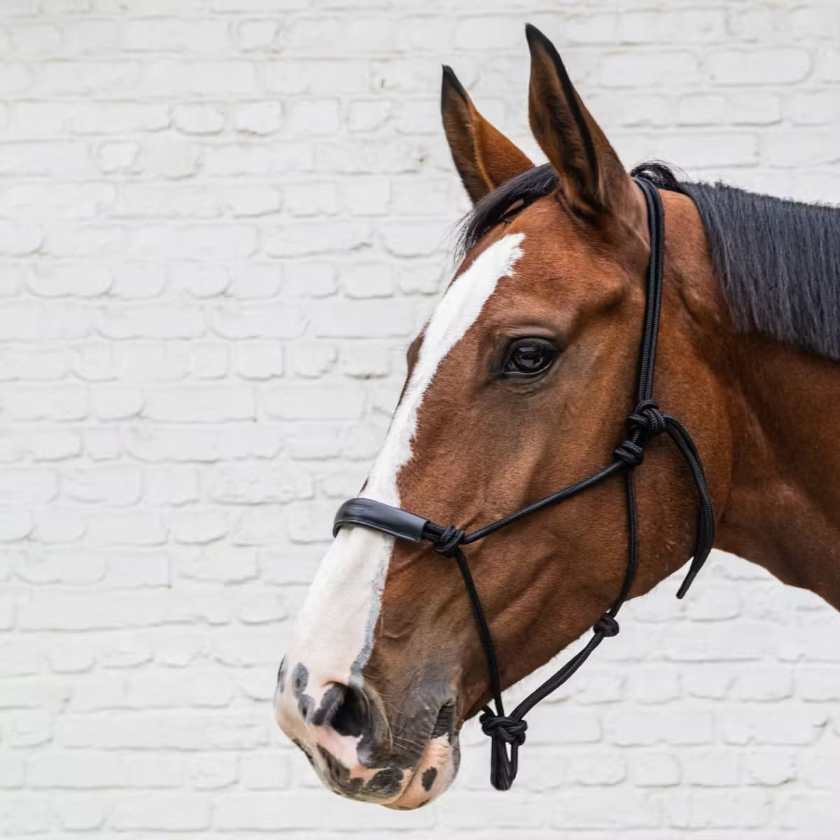 Kentucky Rope Halter - Løwenborg - Kentucky Horsewear