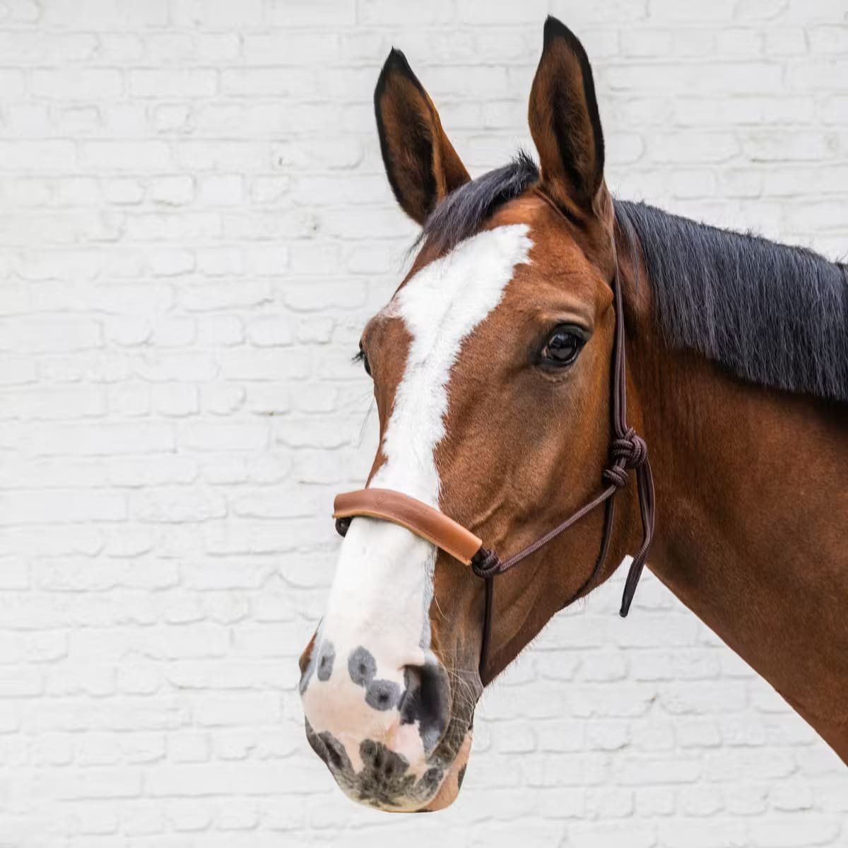 Kentucky Rope Halter - Løwenborg - Kentucky Horsewear