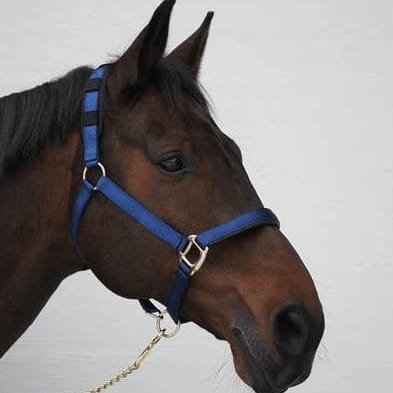 RS Deluxe Halter