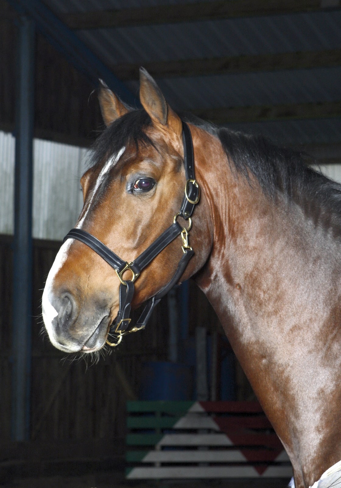 Optimum Meredith Grime