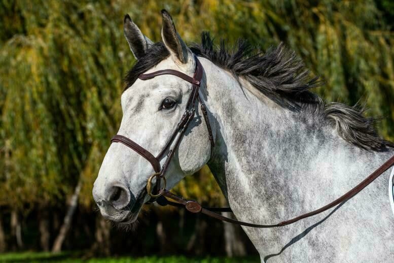 Dyon Flash Noseband Bridle La Cense - Løwenborg - Dy'on