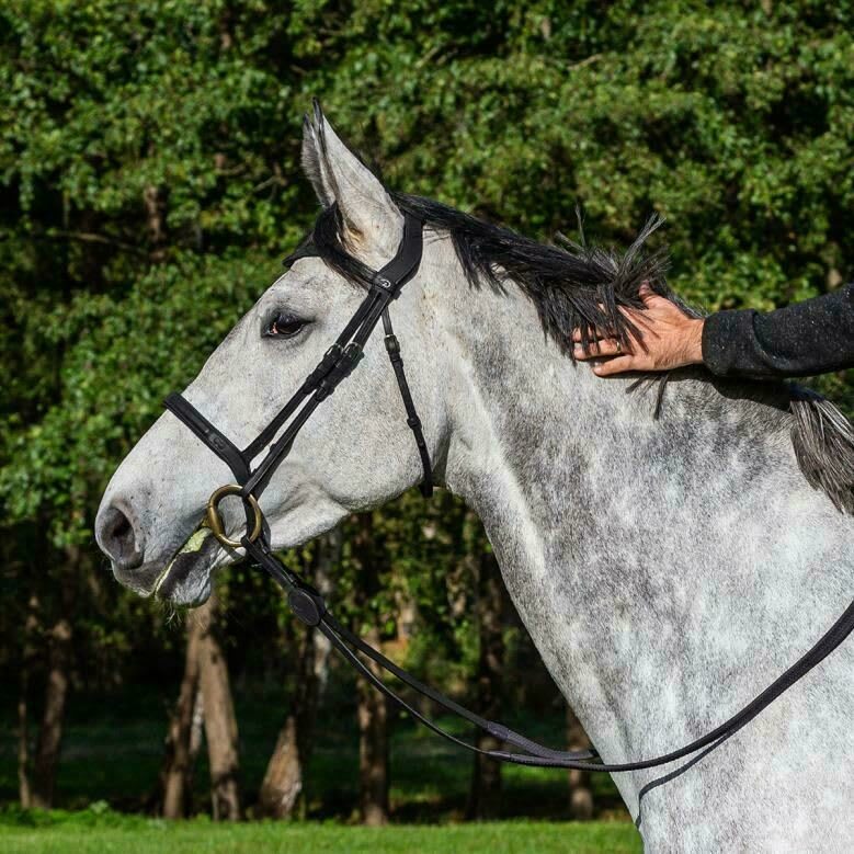 Dyon Flash Noseband Bridle La Cense - Løwenborg - Dy'on