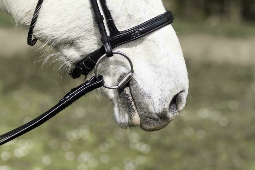 Dyon Flash Noseband Bridle La Cense - Løwenborg - Dy'on