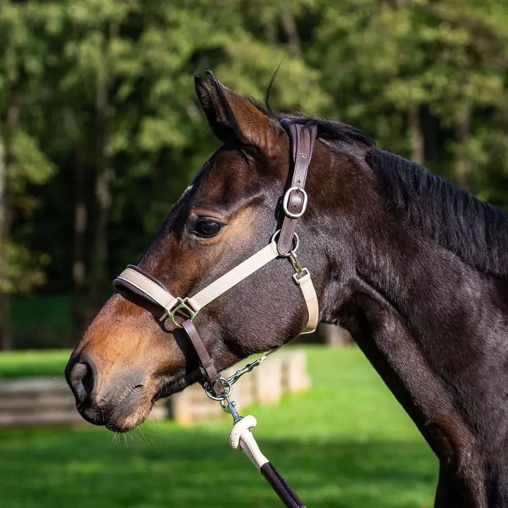 Dyon Traveling Head Collar La Cense - Løwenborg - Dy'on