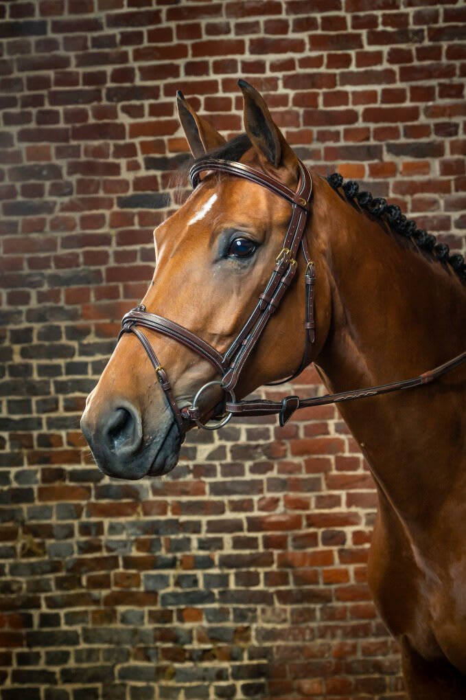Dyon Flash Noseband Bridle D Collection - Løwenborg - Dy'on