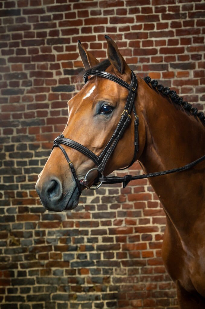 Dyon Flash Noseband Bridle D Collection - Løwenborg - Dy'on