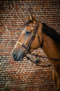 Dyon Rope Noseband Bridle D Collection - Løwenborg - Dy'on