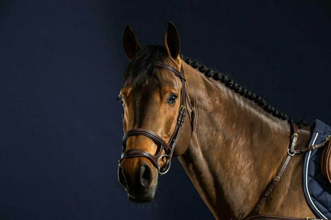 Dyon Double Noseband Bridle D Collection - Løwenborg - Dy'on