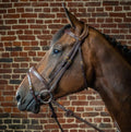 Dyon Anatomic Flash Noseband Bridle D Collection - Løwenborg - Dy'on