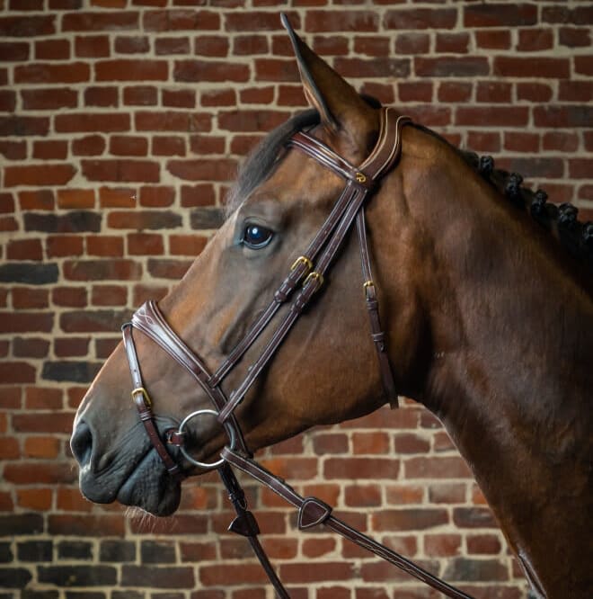 Dyon Anatomic Flash Noseband Bridle D Collection - Løwenborg - Dy'on