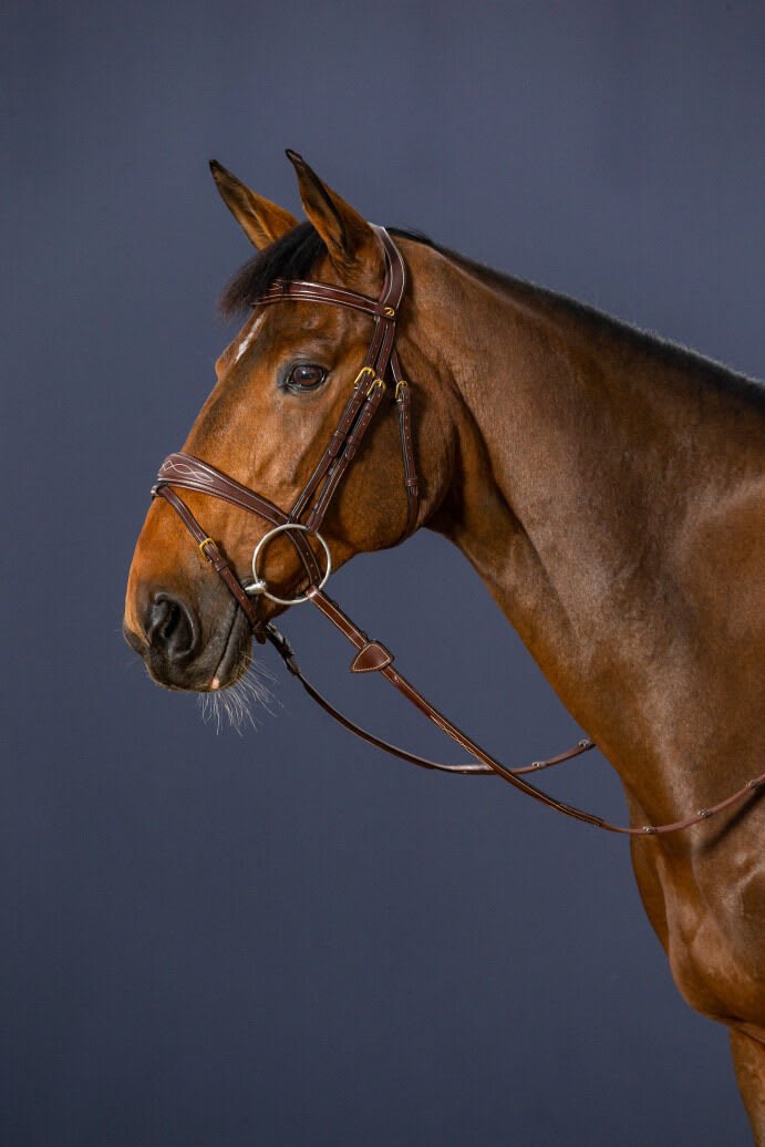 Dyon Anatomic Flash Noseband Bridle D Collection - Løwenborg - Dy'on