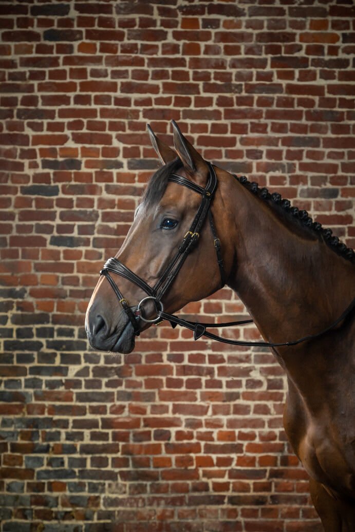 Dyon Anatomic Flash Noseband Bridle D Collection - Løwenborg - Dy'on