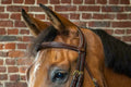 Dyon Straight Browband D Collection - Løwenborg - Dy'on