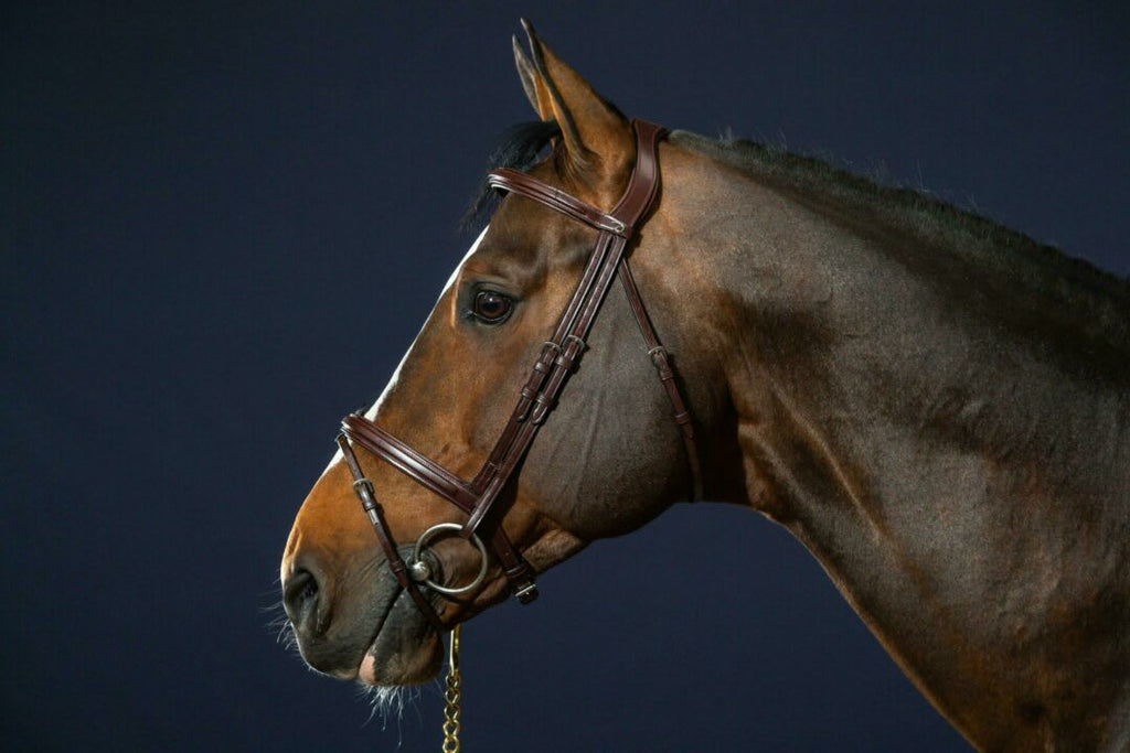 Dyon Flash Noseband Bridle New English Collection - Løwenborg - Dy'on