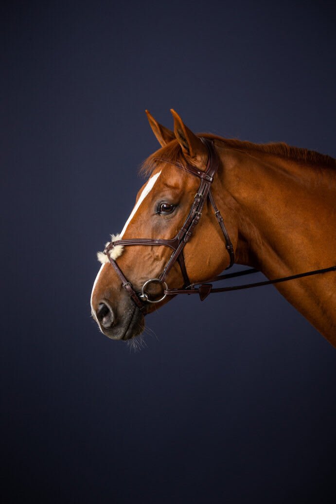 Dyon Fig 8 Noseband Bridle New English Collection - Løwenborg - Dy'on