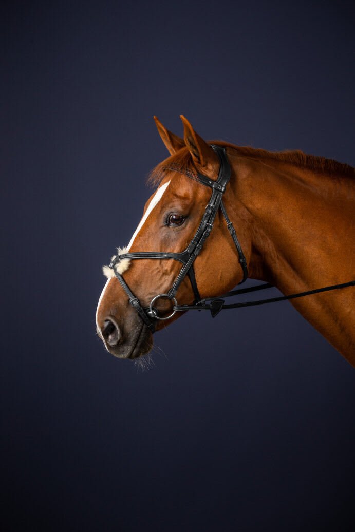 Dyon Fig 8 Noseband Bridle New English Collection - Løwenborg - Dy'on
