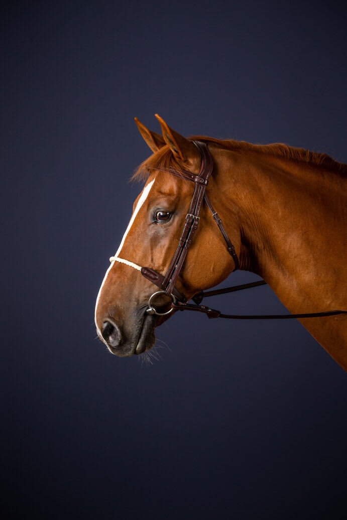Dyon Rope Noseband Bridle New English Collection - Løwenborg - Dy'on