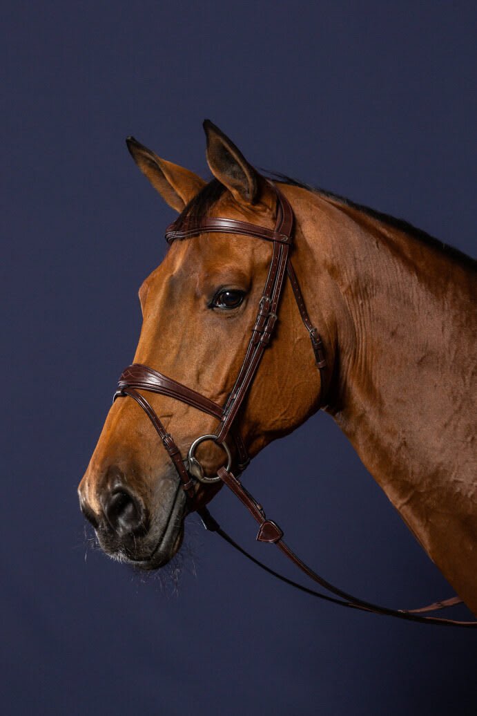 Dyon Anatomic Flash Noseband Bridle New English Collection - Løwenborg - Dy'on