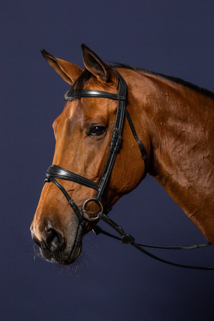 Dyon Anatomic Flash Noseband Bridle New English Collection - Løwenborg - Dy'on