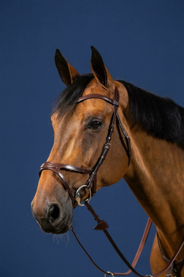 Dyon X - Fit Bridle New English Collection - Løwenborg - Dy'on