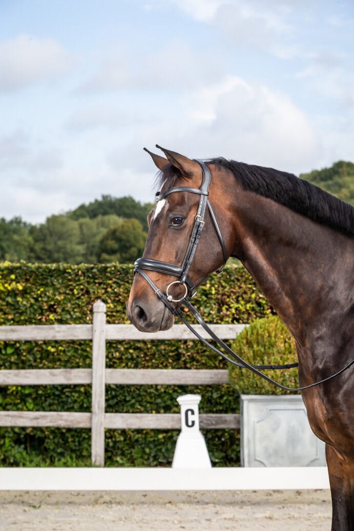 Dyon Matte Medium Noseband Bridle With Flash New English Collection - Løwenborg - Dy'on