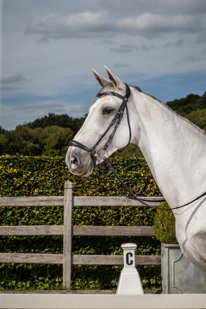 Dyon Drop Noseband Bridle New English Collection