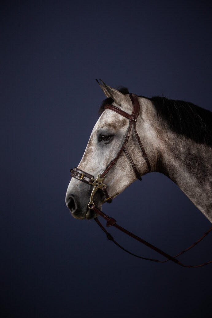 Dyon Hackamore Bridle New English Collection - Løwenborg - Dy'on