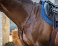 Dyon Yoke New English Collection - Løwenborg - Dy'on