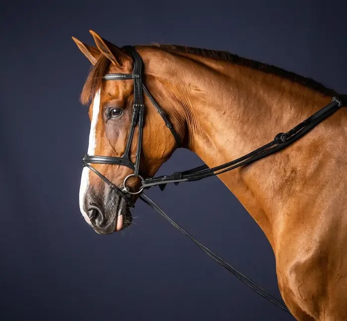 Dyon Leather/Nylon Draw Reins 16mm New English Collection - Løwenborg - Dy'on
