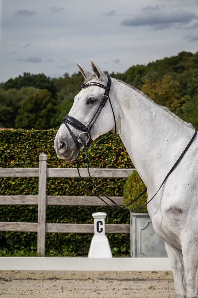 Dyon Matte Large Crank Noseband Bridle With Flash Rond Leather Collection - Løwenborg - Dy'on