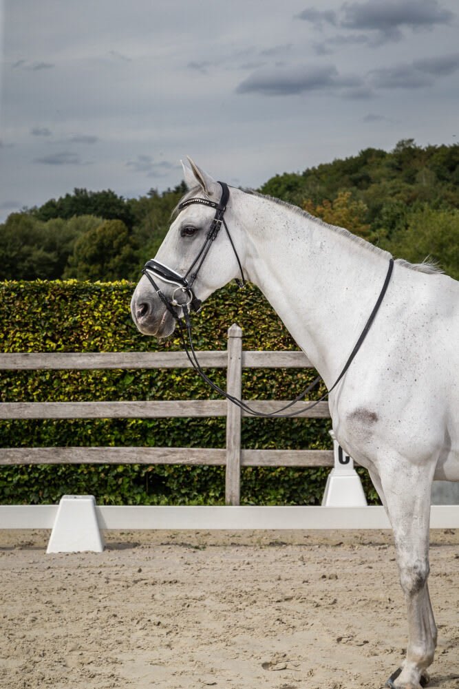 Dyon Patent Large Crank Noseband Bridle With White Padding And Flash Rond Leather Collection - Løwenborg - Dy'on